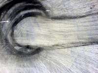 exhibitions in Brno, Aug 17 2006