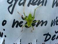 The show-opening of Radka Chocholoušková, 4th Aug 2006